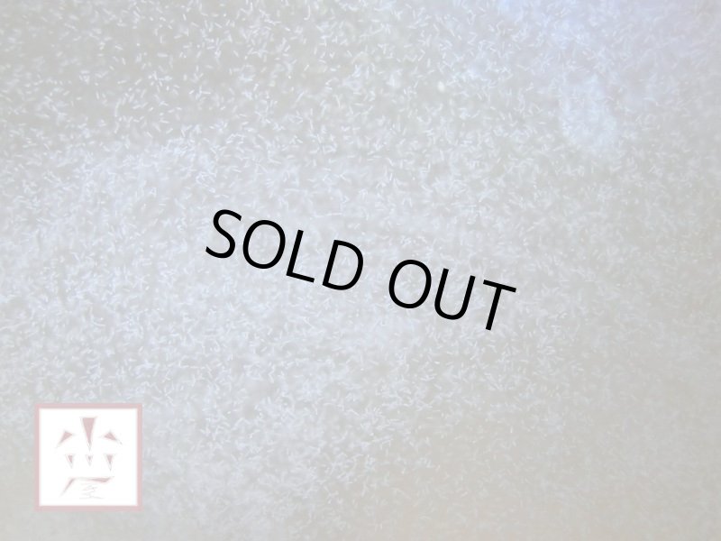 画像2: ゾウリムシ 900ml (2)