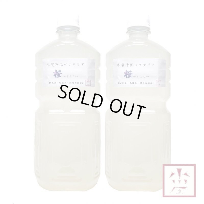 画像1: オリジナル水質浄化バクテリア液 『桜』 〜さくら〜 1L×2本 ※取扱説明書付 (1)