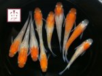 画像1: 紅白ラメ幹之 Lサイズ 2ペア (1)