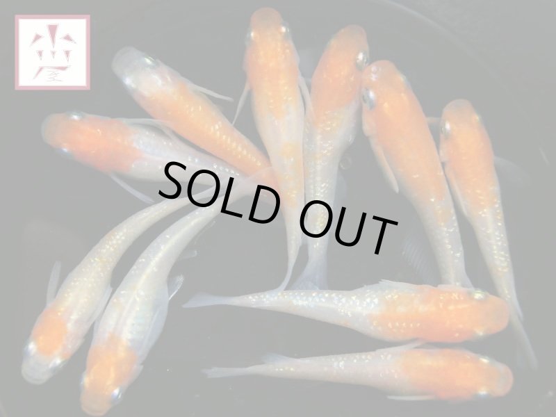 画像2: 紅白ラメ幹之 Lサイズ 2ペア (2)