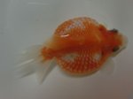 画像2: ★一点物★ ピンポンパール ♀ 約9cm 二歳魚 現物 金魚 (2)