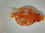 画像2: ★一点物★ ピンポンパール ♀ 約9.5cm 二歳魚 現物 金魚 (2)