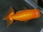 画像3: ★一点物★ らんちゅう ♀ 約10cm 当歳魚 現物 金魚 (3)
