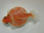 画像1: ★一点物★ ピンポンパール ♂ 約10cm 二歳魚 現物 金魚 (1)