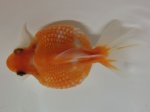 画像2: ★一点物★ ピンポンパール ♂ 約8.5cm 二歳魚 現物 金魚 (2)