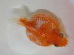 画像1: ★一点物★ ピンポンパール ♀ 約9.5cm 二歳魚 現物 金魚 (1)