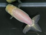 画像4: ★一点物★ らんちゅう ♀ 約11cm 当歳魚 現物 金魚 (4)