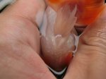 画像5: ★一点物★ らんちゅう ♀ 約10cm 当歳魚 現物 金魚 (5)