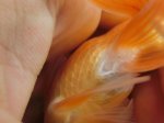画像4: ★一点物★ オランダ獅子頭 ♀ 約10.5cm 当歳 現物 金魚 (4)