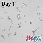 画像4: 【水質浄化】 桜 LYB水 培養セット（２L分）【バクテリア液】 (4)