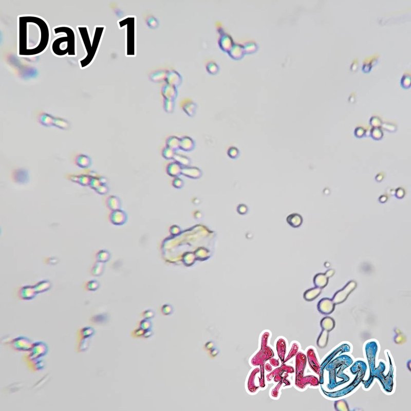 画像4: 【水質浄化】 桜 LYB水 培養セット（２L分）【バクテリア液】 (4)