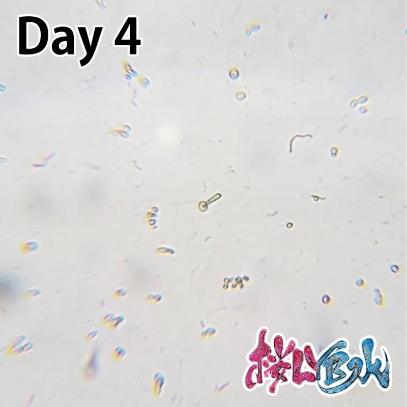 画像7: 【水質浄化】 桜 LYB水 培養セット（２L分）【バクテリア液】 (7)