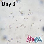 画像6: 【水質浄化】 桜 LYB水 培養セット（２L分）【バクテリア液】 (6)