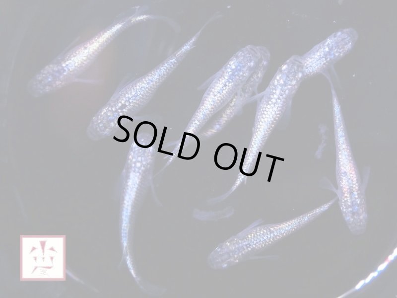 画像2: ネプチューン メダカ 上物 Mサイズ ランダム2ペア (2)