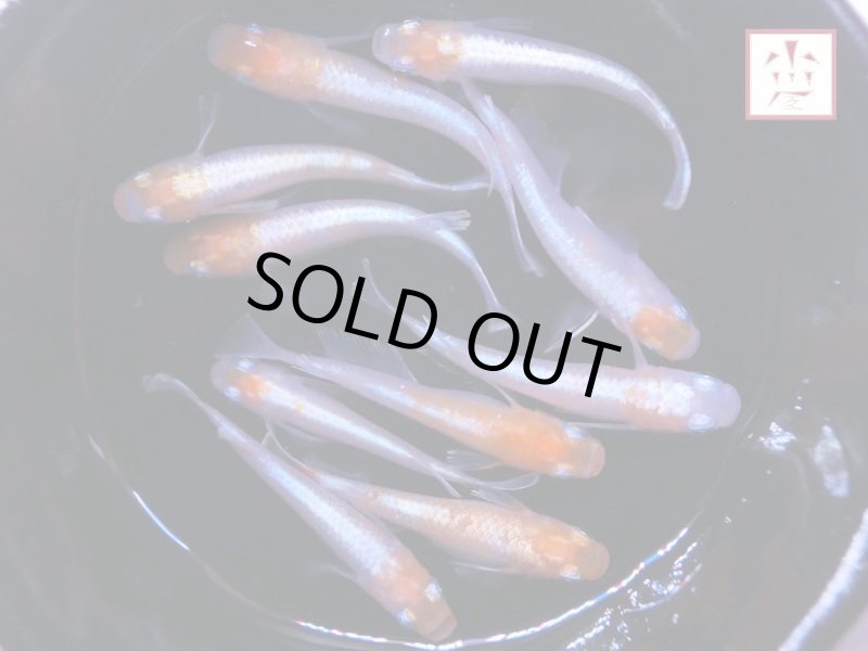 画像4: アマテラス メダカ 上物 Lサイズ ランダム2ペア (4)