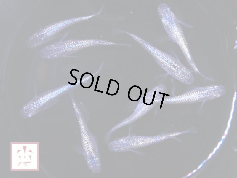 画像4: ネプチューン メダカ 上物 Mサイズ ランダム2ペア (4)