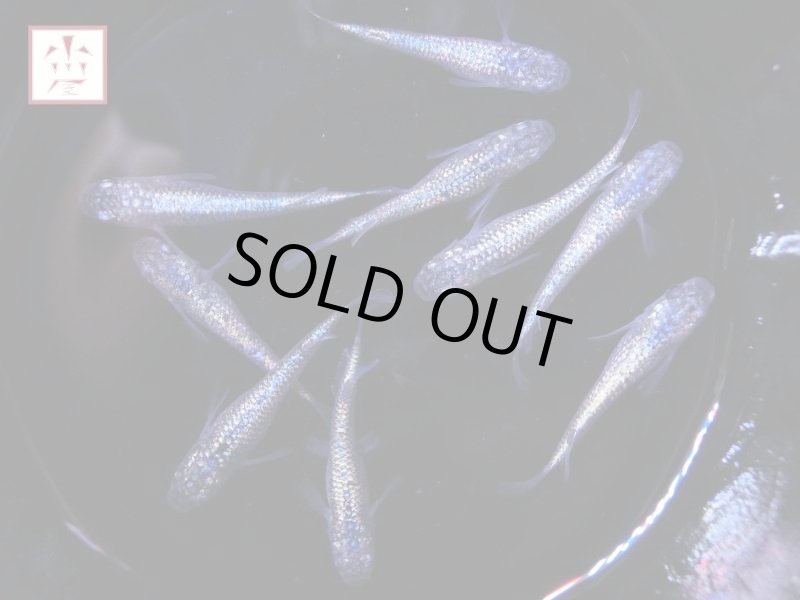 画像3: ネプチューン メダカ 上物 Mサイズ ランダム2ペア (3)