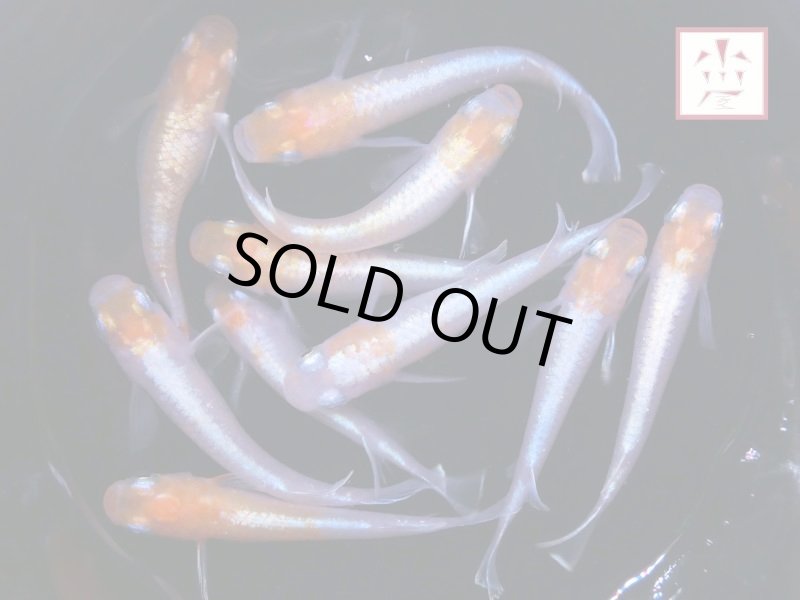 画像2: アマテラス メダカ 上物 Lサイズ ランダム2ペア (2)