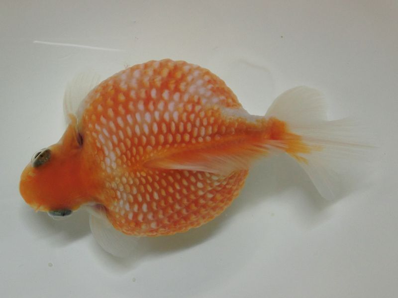 ★一点物★ ピンポンパール ♂ 約10cm 二歳魚 現物 金魚