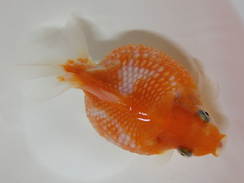 ★一点物★ ピンポンパール ♀ 約9.5cm 二歳魚 現物 金魚