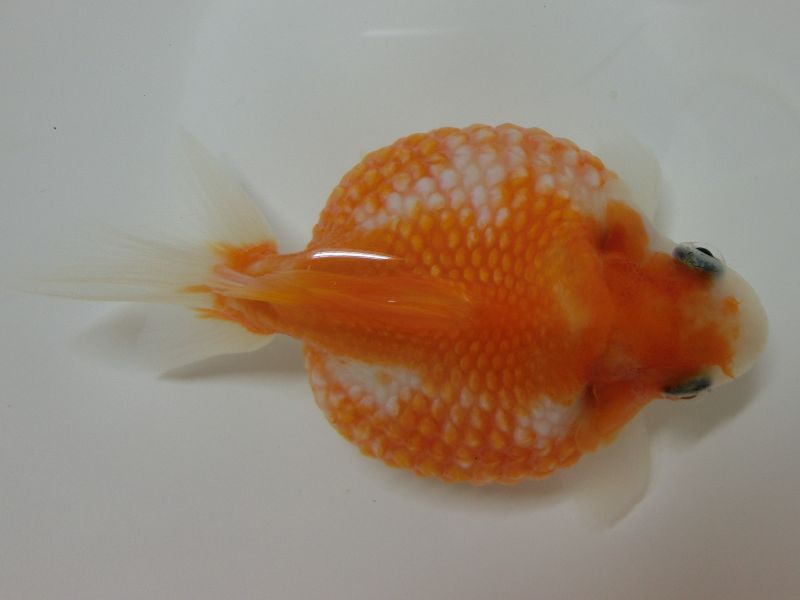 ★一点物★ ピンポンパール ♀ 約9cm 二歳魚 現物 金魚