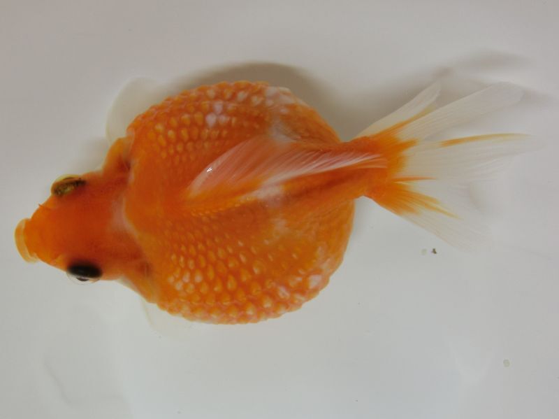 ★一点物★ ピンポンパール ♂ 約8.5cm 二歳魚 現物 金魚