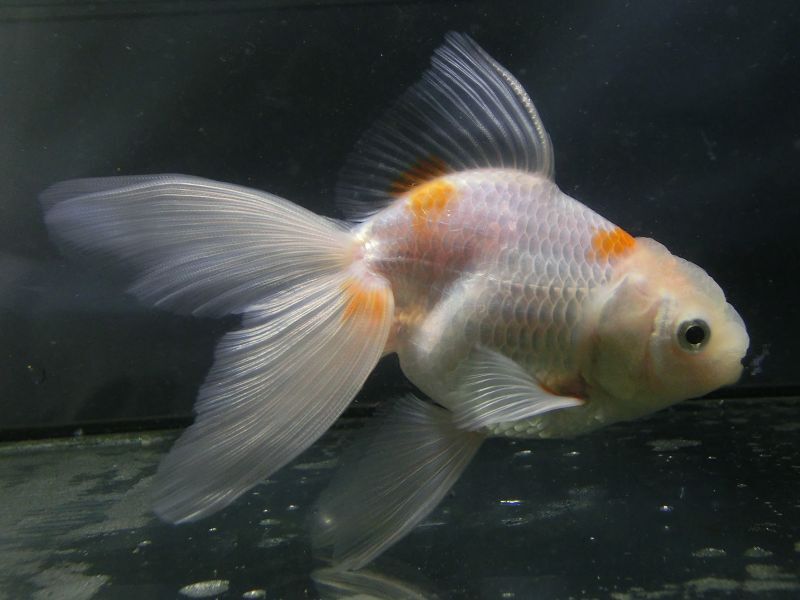 ★一点物★ オランダ獅子頭 ♂ 約12.5cm 当歳 現物 金魚