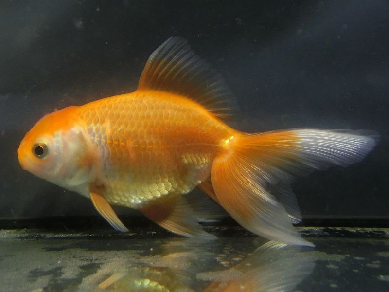 ★一点物★ オランダ獅子頭 ♀ 約12cm 当歳 現物 金魚