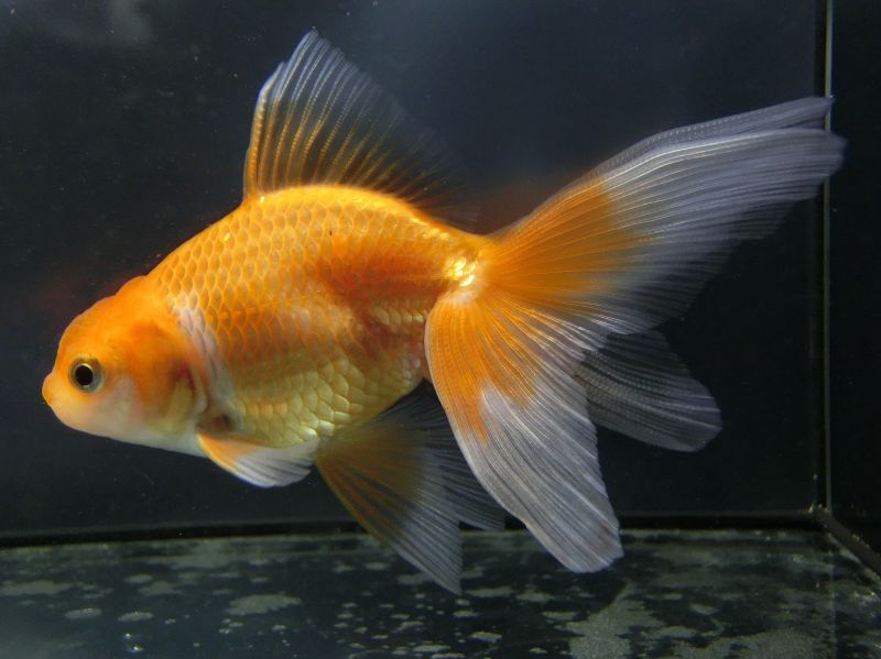 ★一点物★ オランダ獅子頭 ♀ 約10.5cm 当歳 現物 金魚