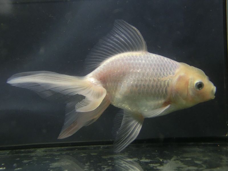 ★一点物★ オランダ獅子頭 ♂ 約14.5cm 当歳 現物 金魚