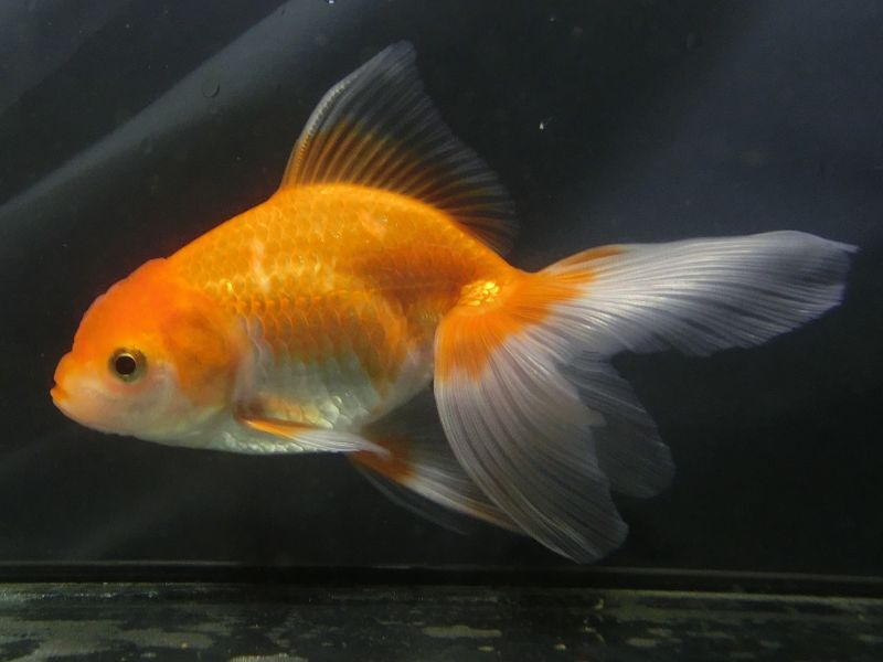 ★一点物★ オランダ獅子頭 ♀ 約13cm 当歳 現物 金魚