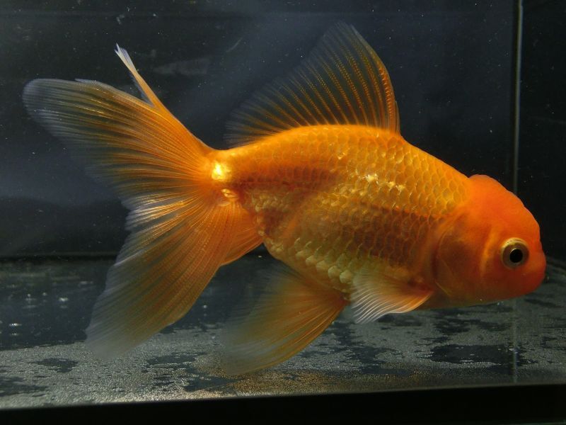 ★一点物★ オランダ獅子頭 ♂ 約11.5cm 当歳 現物 金魚