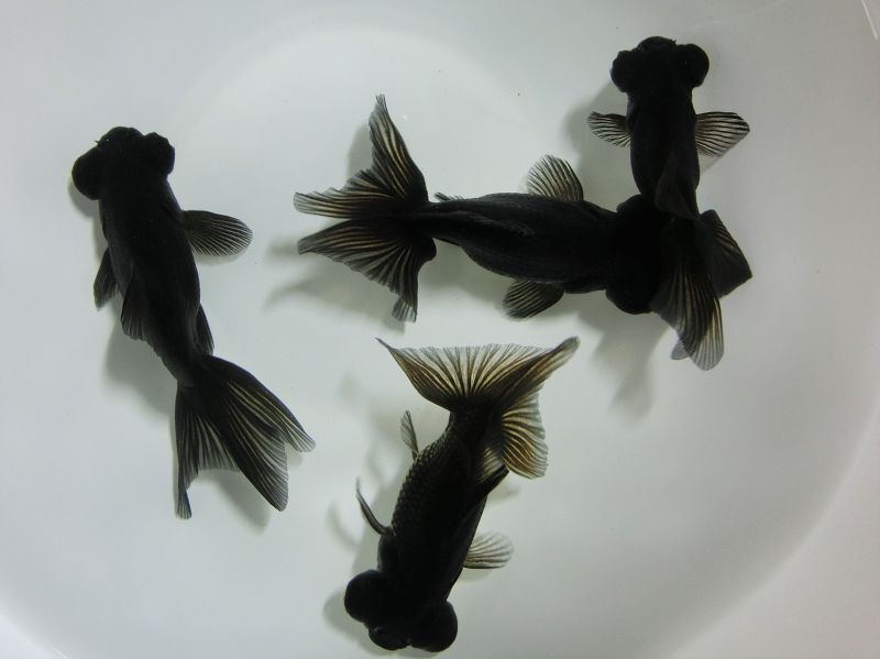 特選金魚】中国産○特大！漆黒出目高頭パール1匹○当歳魚○全長