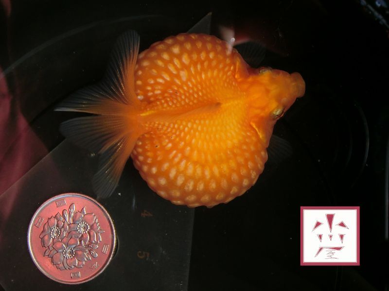 一点物 ピンポンパール 当歳魚 約5 5cm 現物 金魚 小川屋